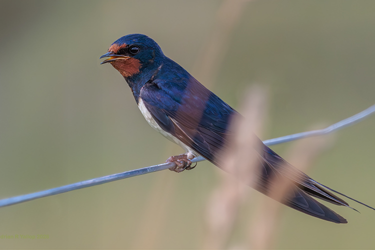 Swallow